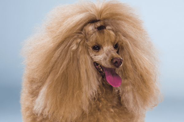Manejo diagnóstico y terapéutico de crisis addisoniana en un poodle