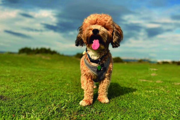 Corrección quirúrgica por deformidad ósea del miembro anterior canino utilizando planificación tomográfica