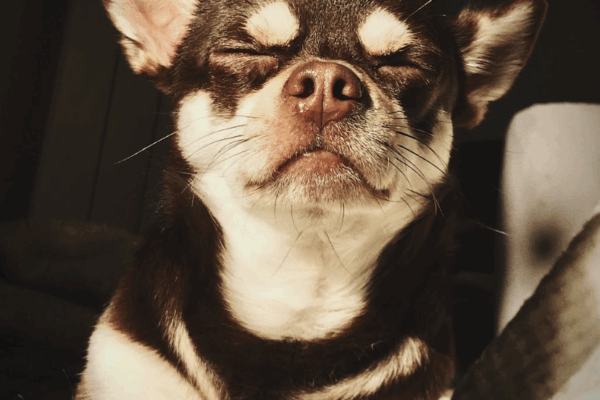 Rabdomiosarcoma alveolar orbitario con metástasis a sistema nervioso en un perro doméstico. Reporte de caso