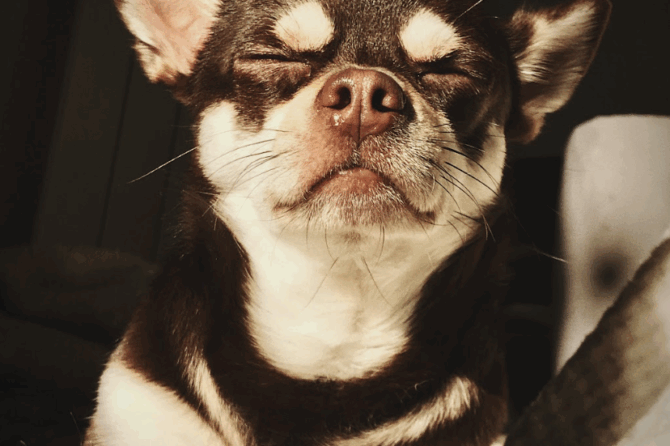 Rabdomiosarcoma alveolar orbitario con metástasis a sistema nervioso en un perro doméstico. Reporte de caso