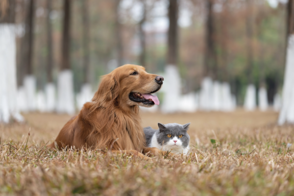 Evaluación preanestésica en perros y gatos