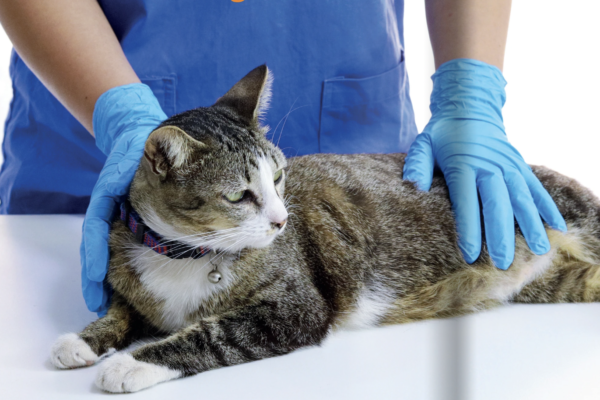 El significado de San Jacinto para la profesión veterinaria (Primera parte)