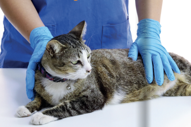 El significado de San Jacinto para la profesión veterinaria (Primera parte)
