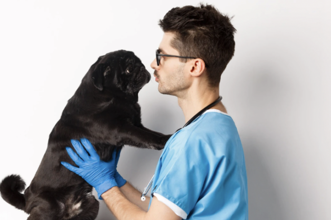 La importancia del médico veterinario como modificador conductual de pequeñas especies