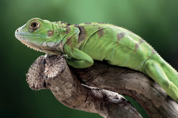 Osteosarcoma en iguana verde (Iguana iguana)