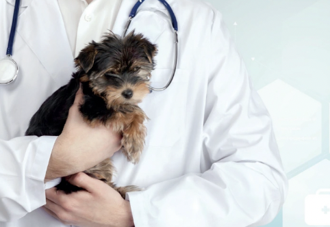 El significado de San Jacinto para la profesión veterinaria (Segunda parte)