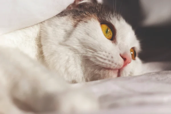 PCR para el reordenamiento de receptores de antígeno (PARR) como herramienta complementaria para diferenciar entre linfoma gastrointestinal y enfermedad inflamatoria intestinal en un gato: reporte de un caso