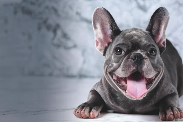 Extrusión traumática de disco intervertebral en L3-L4 en un bulldog francés con hemivértebras torácicas en T5 y T9 y recuperación motora completa: reporte de caso